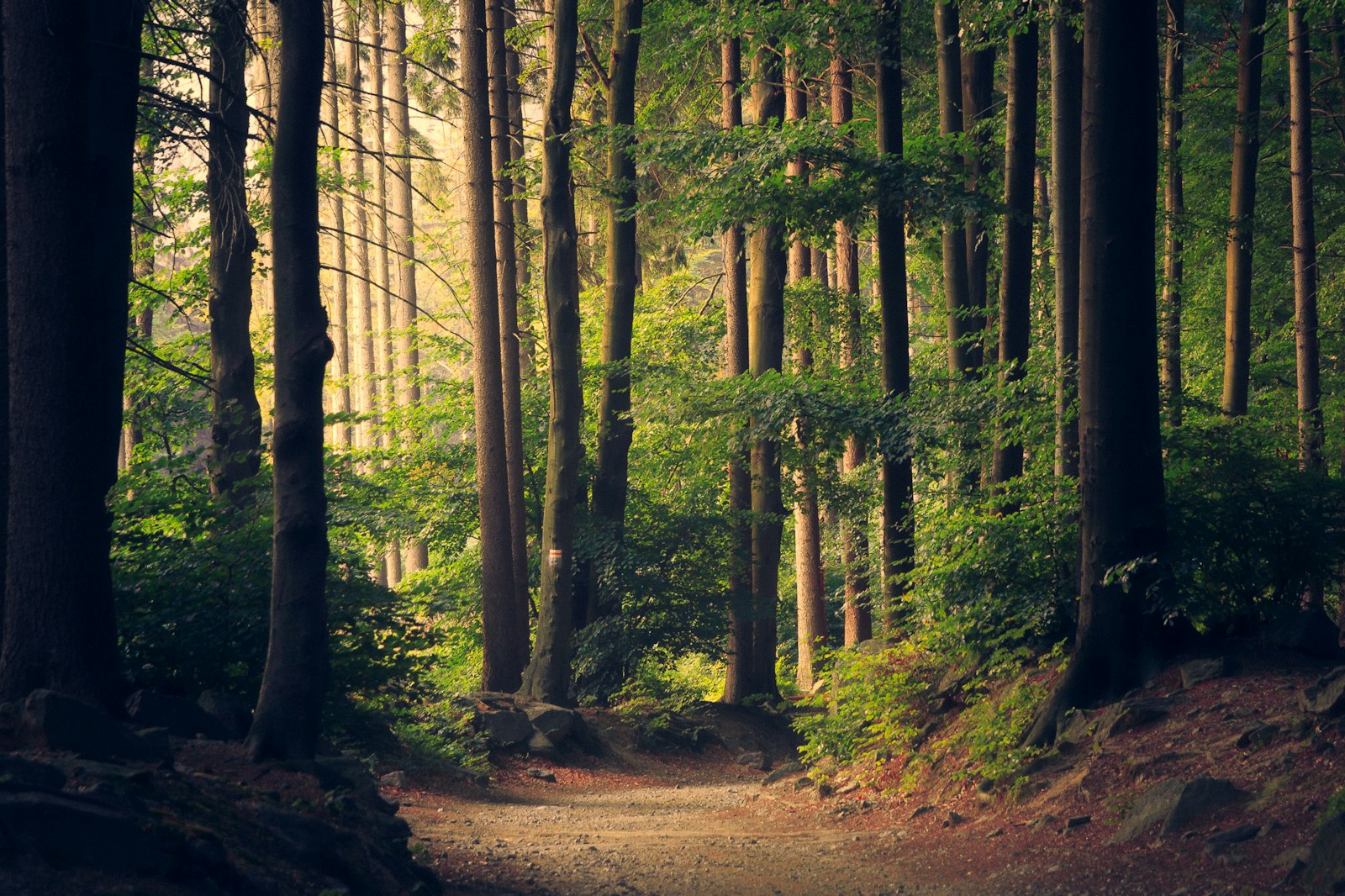 A track through tall trees