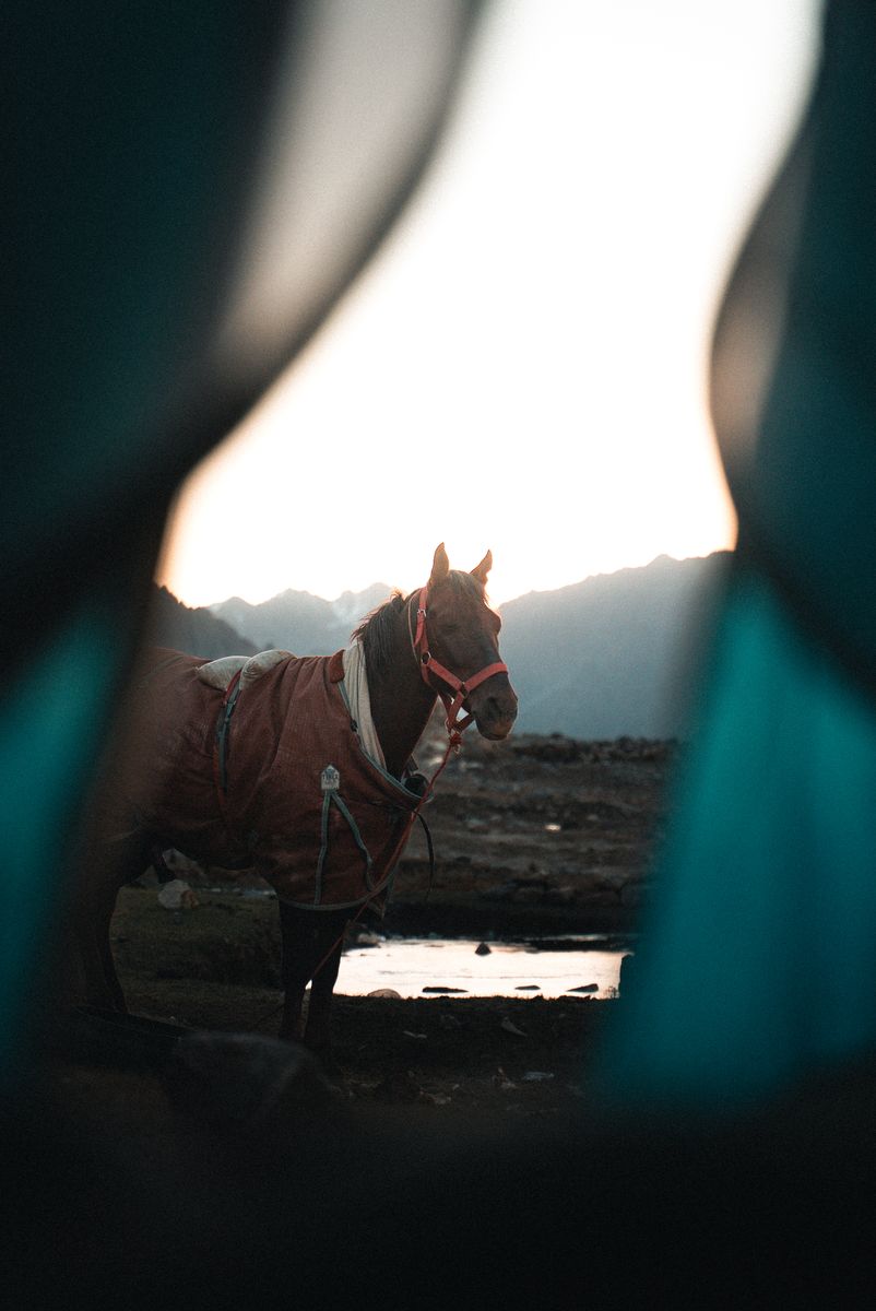A rugged-up horse at dawn, framed by a teal tent doorway